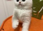 Scottish fold and straight - Scottish Fold Kitten For Sale - Staten Island&comma; NY&comma; US