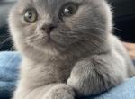 Temu mu - British Shorthair Kitten For Sale - Maple Grove&comma; MN&comma; US