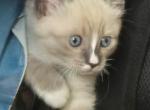 Pretty Princess - Siamese Kitten For Sale - 