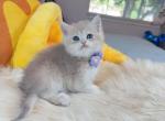 B028 - British Shorthair Kitten For Sale - Los Angeles&comma; CA&comma; US