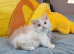 MK027 - Munchkin Kitten For Sale - Los Angeles&comma; CA&comma; US