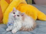 MK027 - Munchkin Kitten For Sale - 