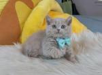 SK020 - Selkirk Rex Kitten For Sale - Los Angeles&comma; CA&comma; US