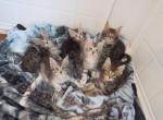 Yana & Fritz - Maine Coon Kitten For Sale - KY&comma; US