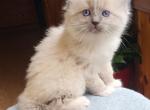 Ollie - Ragdoll Kitten For Sale - Reading&comma; PA&comma; US