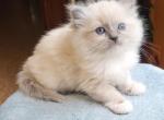 Lily - Ragdoll Kitten For Sale - Reading&comma; PA&comma; US