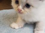 Harley - Ragdoll Kitten For Sale - Reading&comma; PA&comma; US