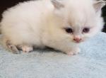 Leo - Ragdoll Kitten For Sale - Reading&comma; PA&comma; US