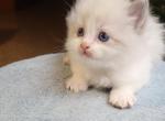 Orion - Ragdoll Kitten For Sale - Reading&comma; PA&comma; US