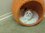TICA Bicolor Ragdoll Kittens - Ragdoll Kitten For Sale - 