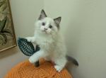 TICA Bicolor Ragdoll Kitten - Ragdoll Kitten For Sale - 