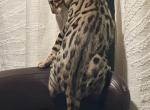 Bengal Boy 1 - Bengal Kitten For Sale - 