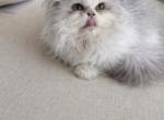 Milo Persian Munchkin Kitten - Persian Kitten For Sale - Tampa&comma; FL&comma; US