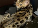 Bengal Boy 2 - Bengal Kitten For Sale - 