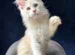 Stunning White Maine Coon Kitten - Maine Coon Kitten For Sale - Bal Harbour&comma; FL&comma; US