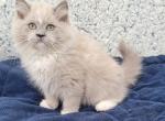 Mother's day - Ragamuffin Kitten For Sale - Poplar Grove&comma; IL&comma; US