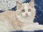 2 Mother's day - Ragdoll Kitten For Sale - Poplar Grove&comma; IL&comma; US
