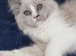 Mother's day 3 - Ragamuffin Kitten For Sale - Poplar Grove&comma; IL&comma; US