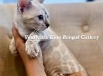 Luxury Snow Lynx Gabriel - Bengal Kitten For Sale - 