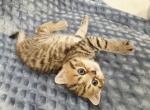 Tigr - Scottish Straight Kitten For Sale - Commerce City&comma; CO&comma; US