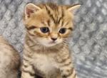 Tigr - Scottish Straight Kitten For Sale - 