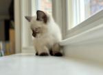 Siamese Kittens - Siamese Kitten For Sale - MA&comma; US