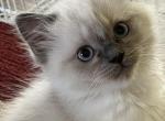 Purebred Ragdoll F1 - Ragdoll Kitten For Sale - Dayton&comma; MD&comma; US