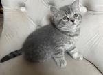 Scottish straight boy - Scottish Straight Kitten For Sale - Houston&comma; TX&comma; US