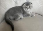 Scottish fold boy - Scottish Fold Kitten For Sale - Houston&comma; TX&comma; US
