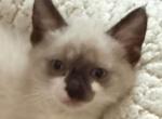 Male Zorro - Ragdoll Kitten For Sale - Milford Charter Township&comma; MI&comma; US