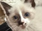 Female Marilyn - Ragdoll Kitten For Sale - Milford Charter Township&comma; MI&comma; US