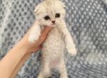 Allyson - Scottish Fold Kitten For Sale - Commerce City&comma; CO&comma; US