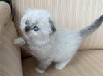 Scottish Fold Color Point Male - Scottish Fold Kitten For Sale - Orlando&comma; FL&comma; US