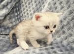 Cutie - Scottish Straight Kitten For Sale - Commerce City&comma; CO&comma; US