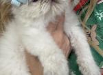 Marias - Himalayan Kitten For Sale - Worcester&comma; MA&comma; US