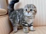 Scottish Fold Golden Marble Female - Scottish Fold Kitten For Sale - Orlando&comma; FL&comma; US