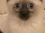 Seal pointed gourgeous siamese kittens - Siamese Kitten For Sale - 