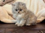 Greta shaded silver - Persian Kitten For Sale - 
