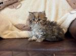 Helen - Persian Kitten For Sale - MO&comma; US
