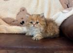 Martha golden shaded - Persian Kitten For Sale - 