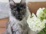 Leo - Maine Coon Kitten For Sale - Grayslake&comma; IL&comma; US