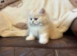 Sonny - Persian Kitten For Sale - MO&comma; US