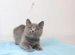 Rosa - British Shorthair Kitten For Sale - Grayslake&comma; IL&comma; US