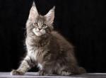 Isabeau - Maine Coon Kitten For Sale - Grayslake&comma; IL&comma; US