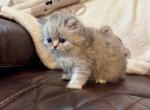 Judy shaded silver - Persian Kitten For Sale - MO&comma; US