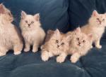 Adashay Cats - Ragamuffin Kitten For Sale - TX&comma; US