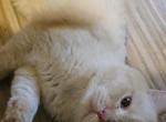 Belmondo - British Shorthair Cat For Sale/Service - Brooklyn&comma; NY&comma; US