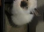 Snow - Ragdoll Kitten For Sale - 