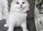 Afroditedolls Tiara - Ragdoll Kitten For Sale - 