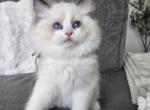 Afroditedolls Diamond - Ragdoll Kitten For Sale - 